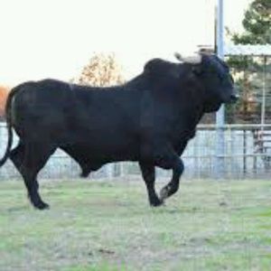 Meet your Posher, Salvador